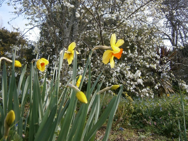 daffodil day 640x481